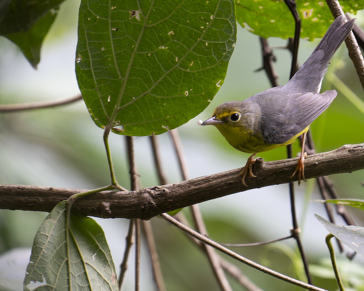 Canada Warbler - ML644490750