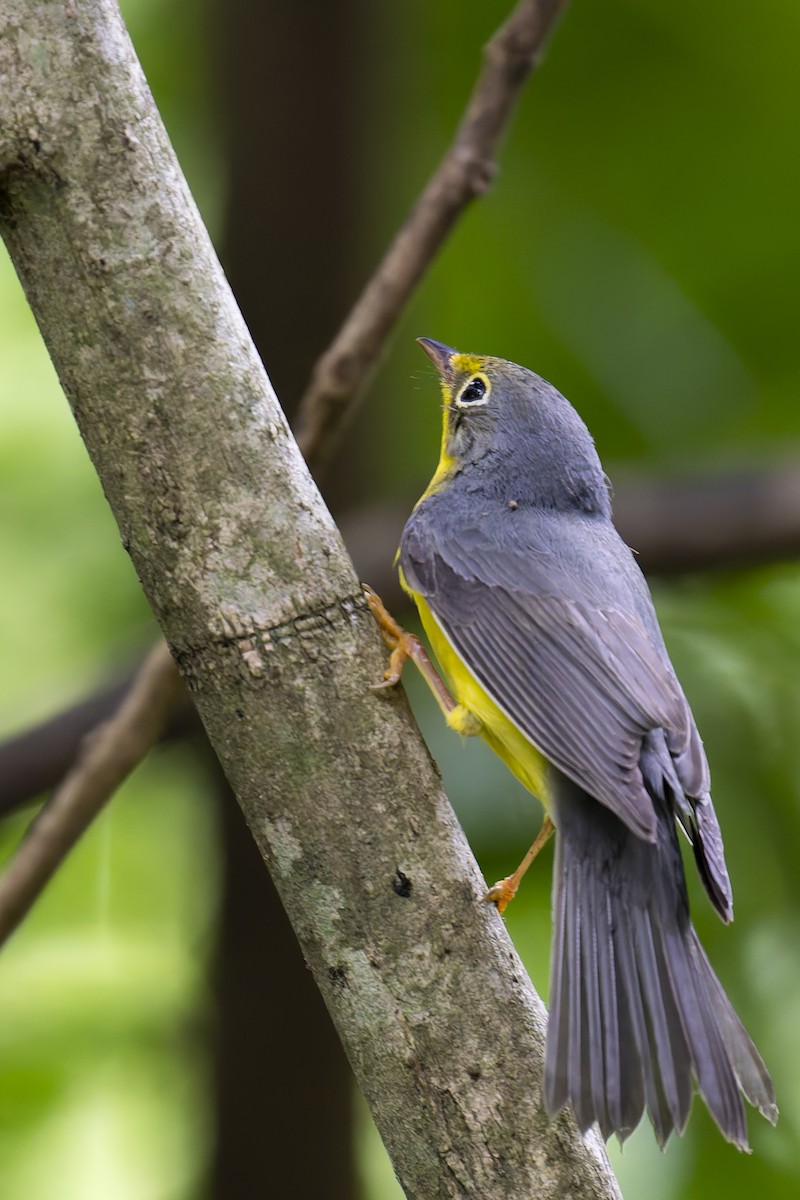 Canada Warbler - ML644490751