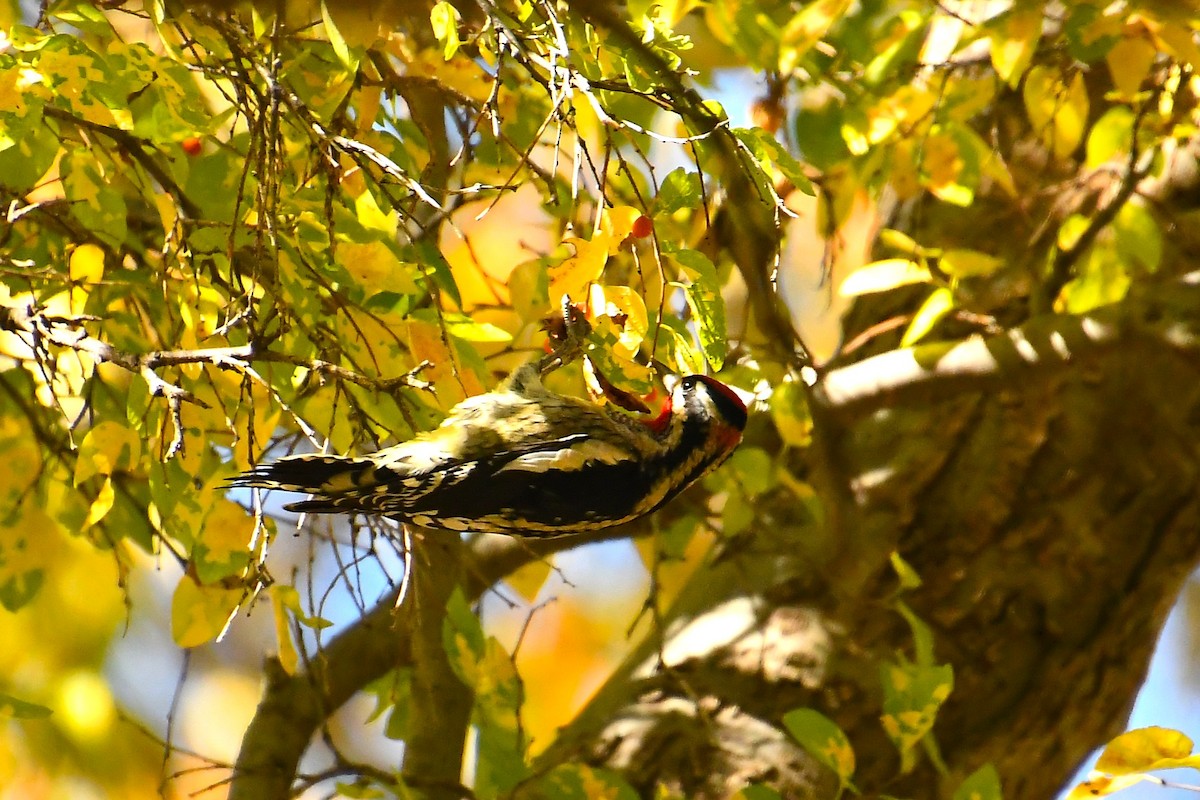 Red-naped Sapsucker - ML644490754