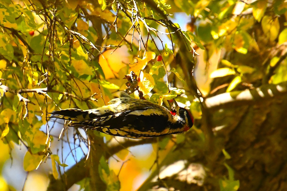 Red-naped Sapsucker - ML644490755