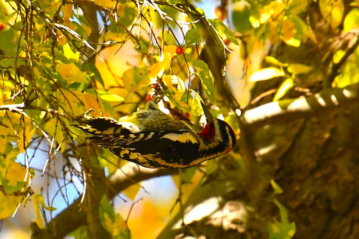 Red-naped Sapsucker - ML644490756