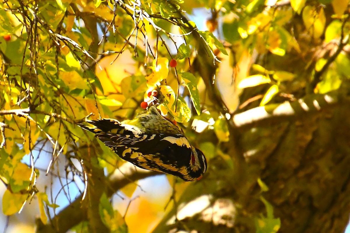 Red-naped Sapsucker - ML644490757