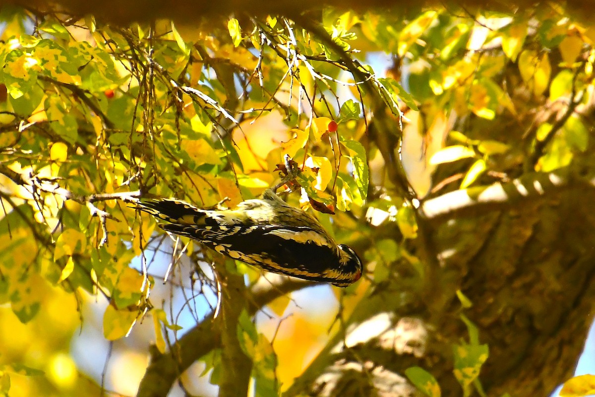 Red-naped Sapsucker - ML644490758