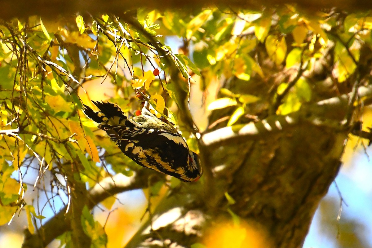 Red-naped Sapsucker - ML644490759