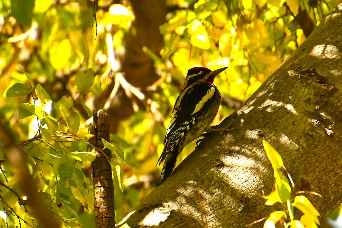 Red-naped Sapsucker - ML644490760
