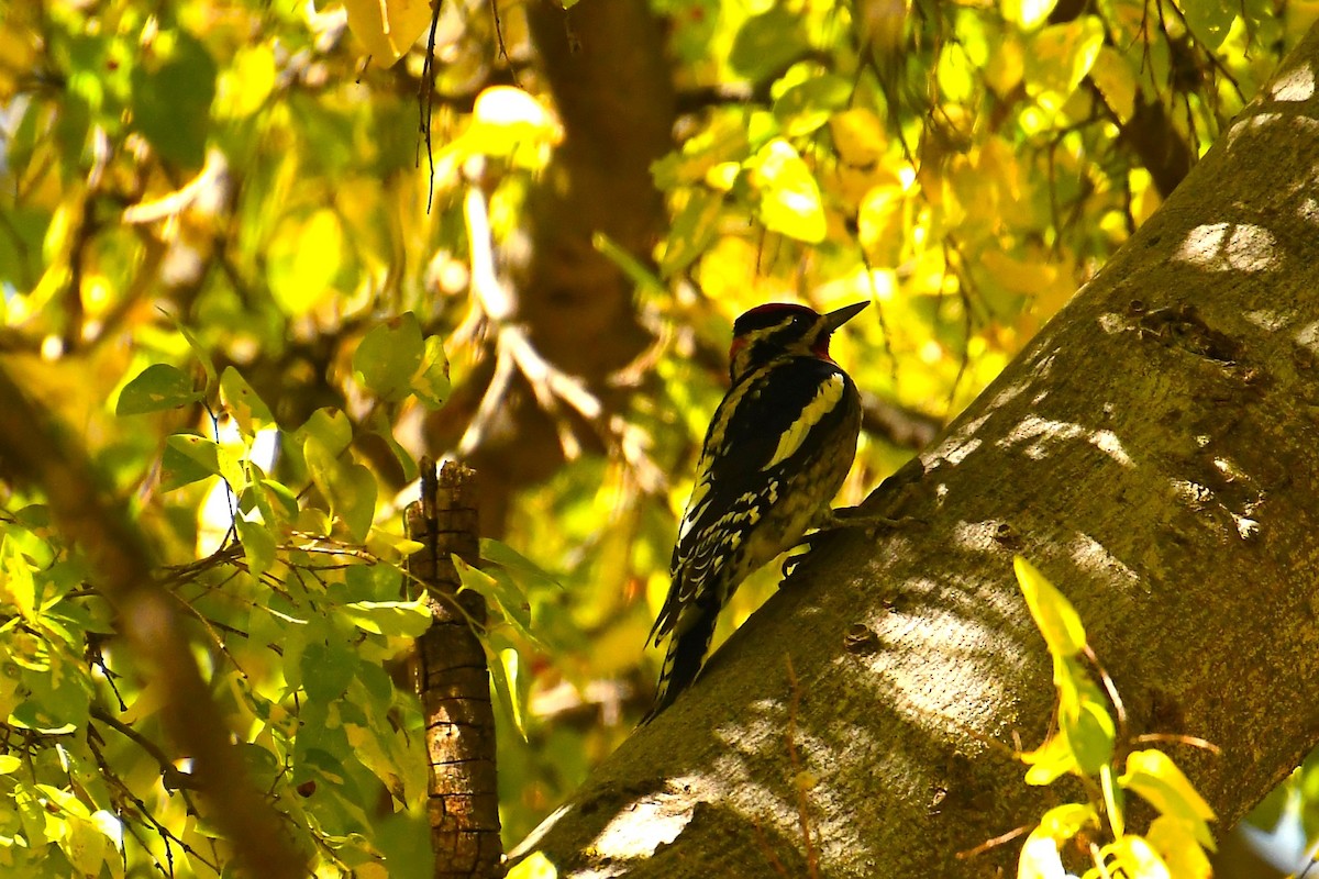Red-naped Sapsucker - ML644490761