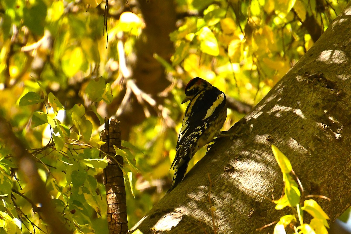 Red-naped Sapsucker - ML644490762