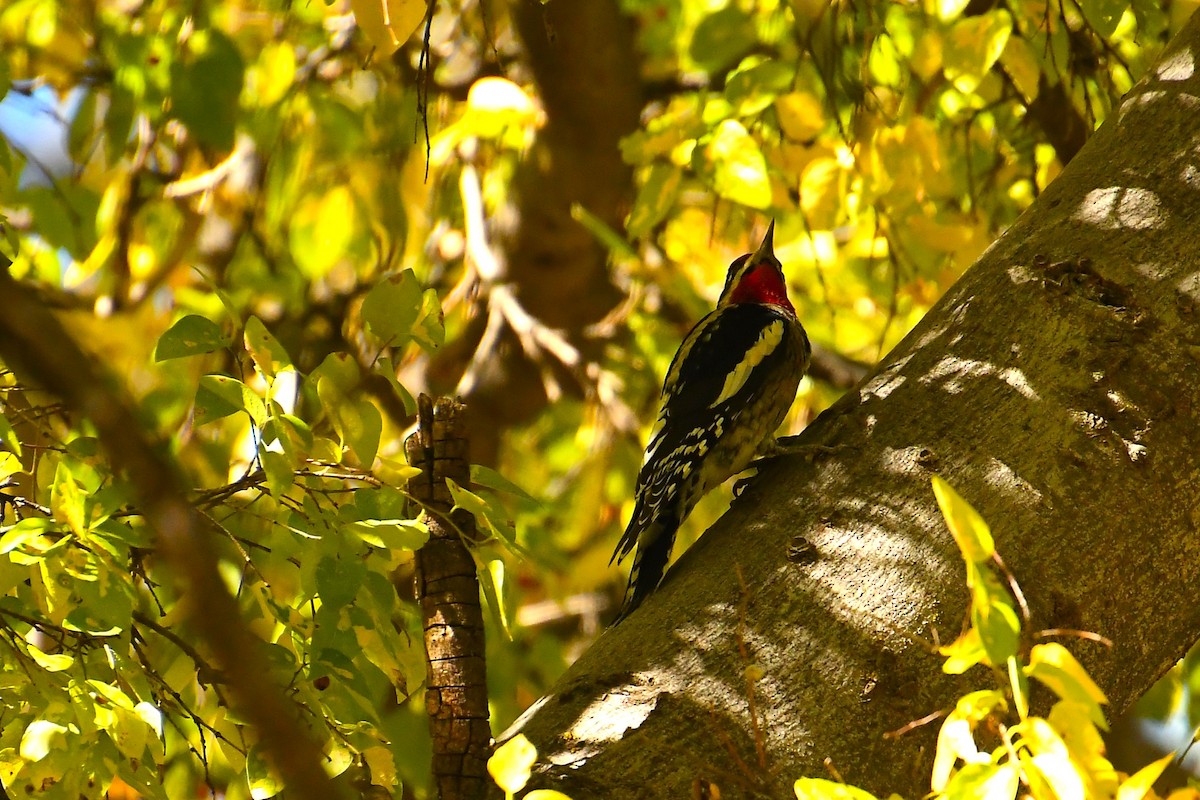 Red-naped Sapsucker - ML644490763