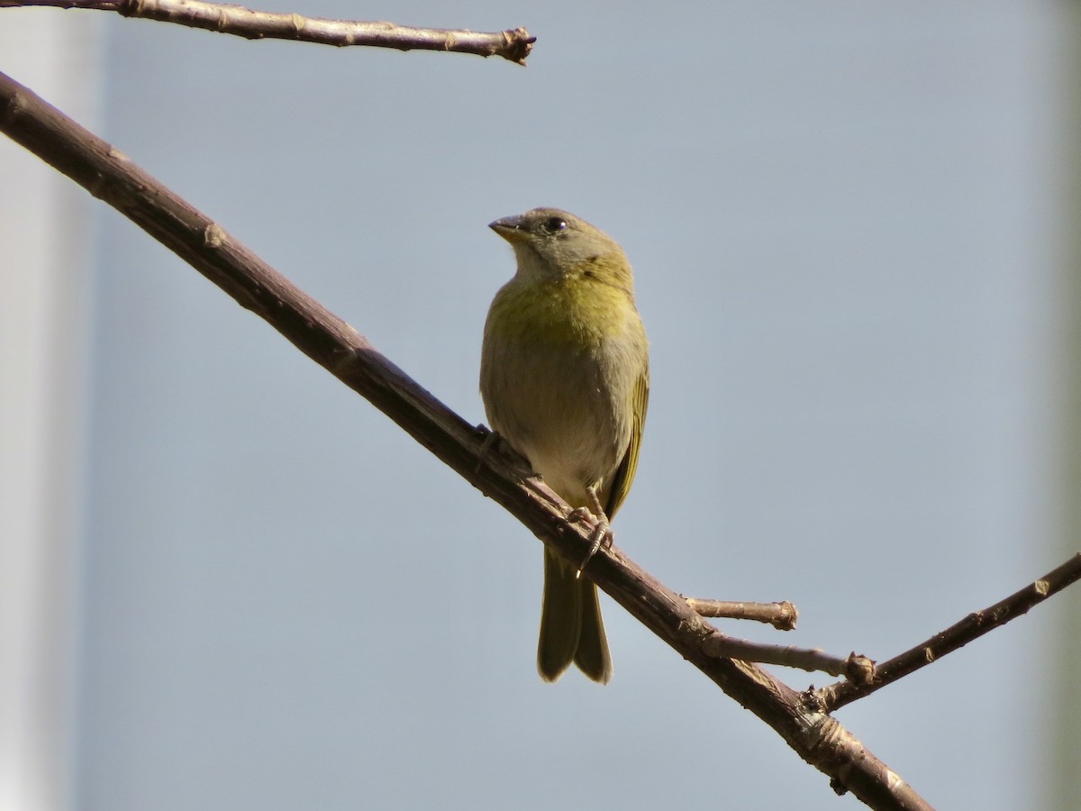 Saffron Finch - ML644490767
