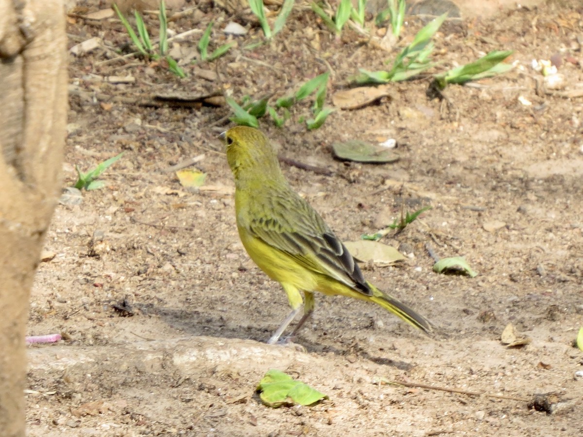 Saffron Finch - ML644490768