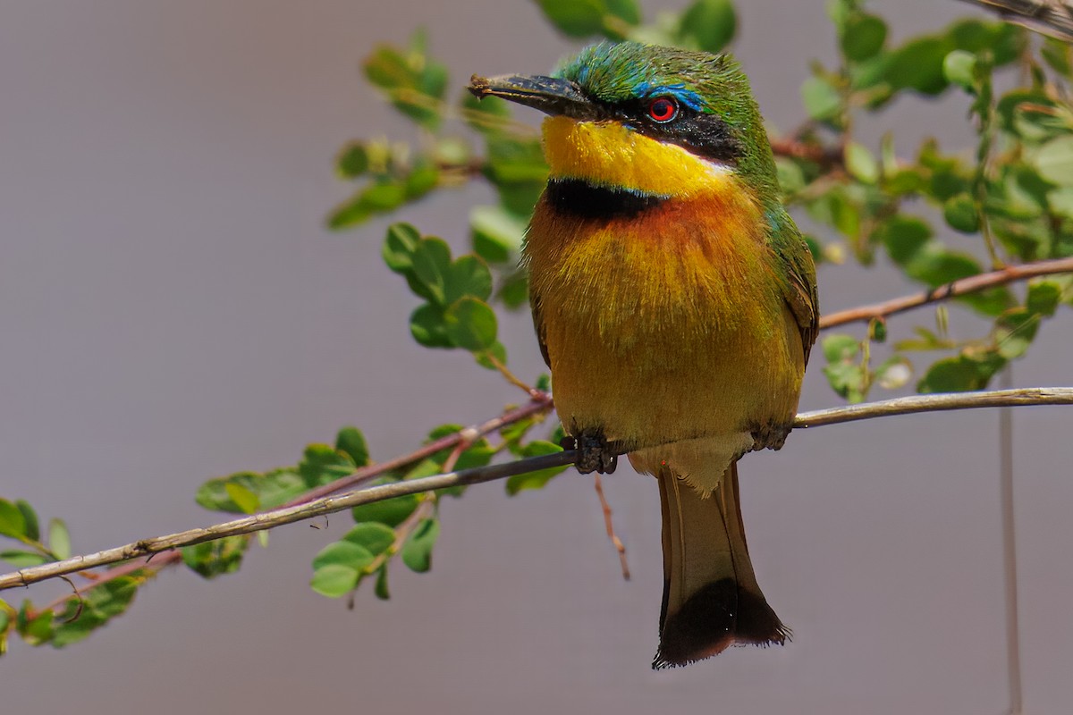 Little Bee-eater - ML644490777