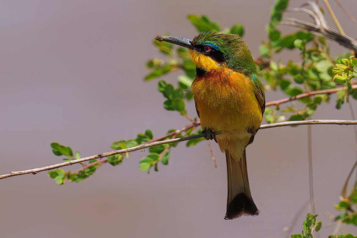 Little Bee-eater - ML644490778