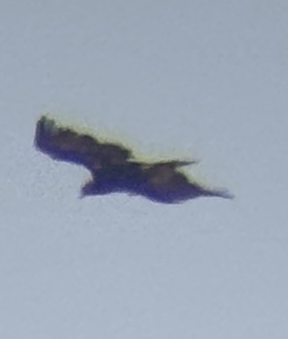 イヌワシ - ML644490785