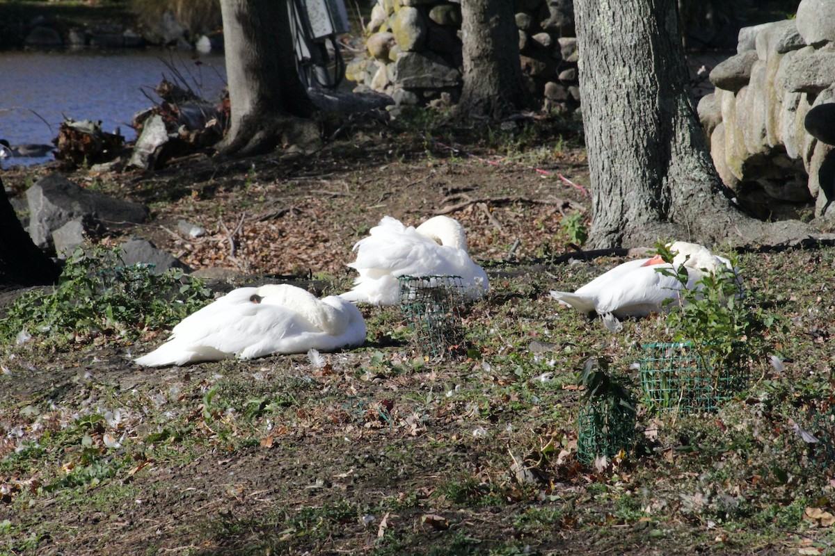 labuť velká - ML644490787