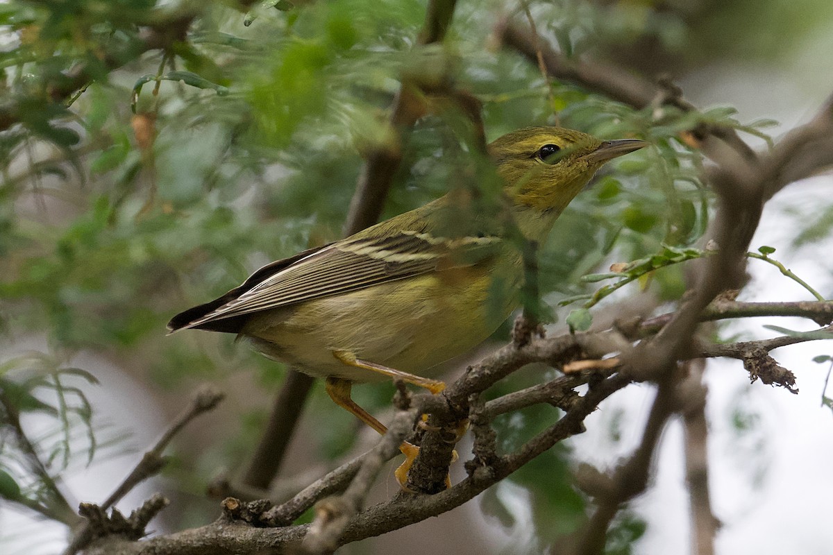 Blackpoll Warbler - ML644490791