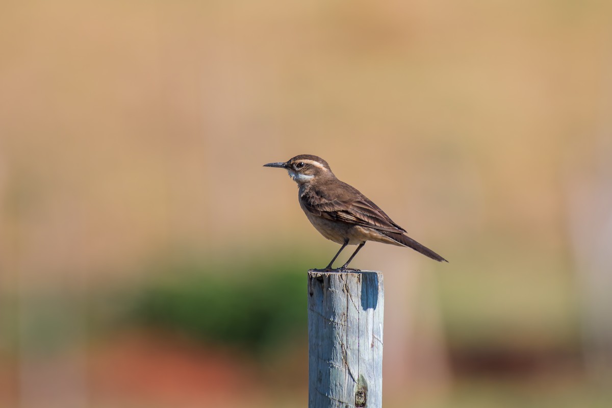 Long-tailed Cinclodes - ML644490802