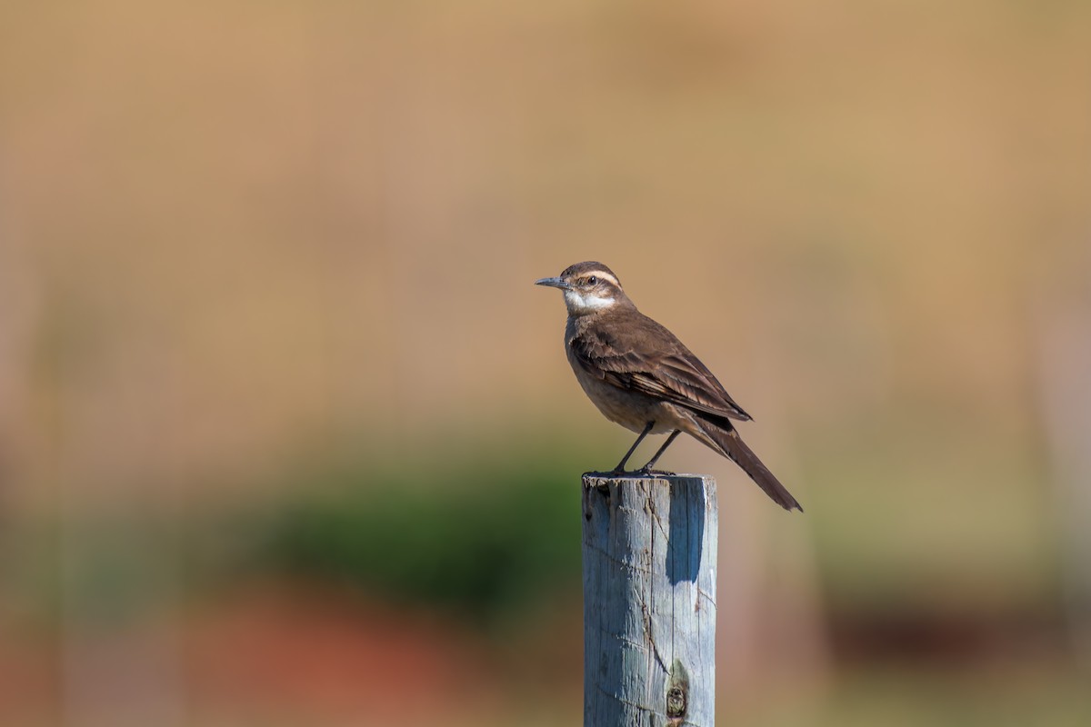 Long-tailed Cinclodes - ML644490803
