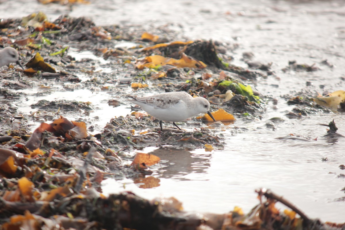 Гурвалж элсэг - ML644490816