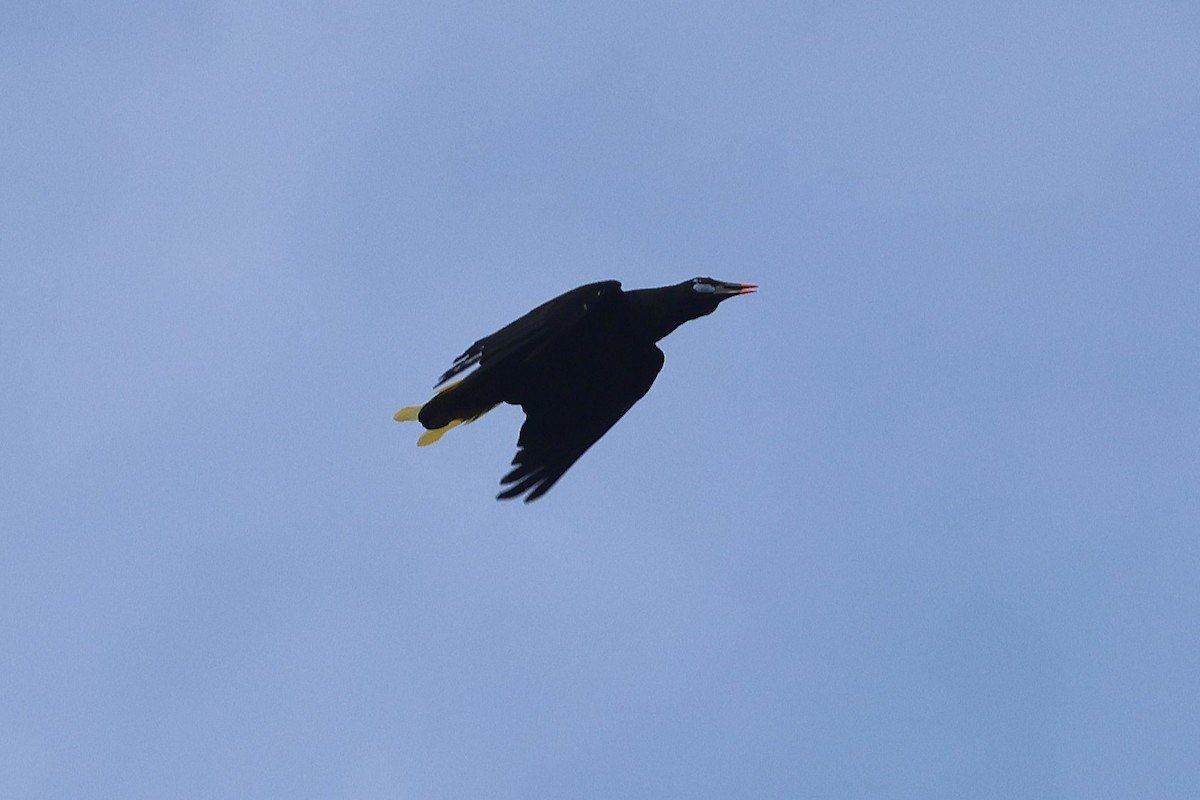 Black Oropendola - ML644490817