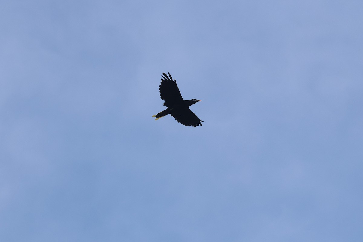 Black Oropendola - ML644490820