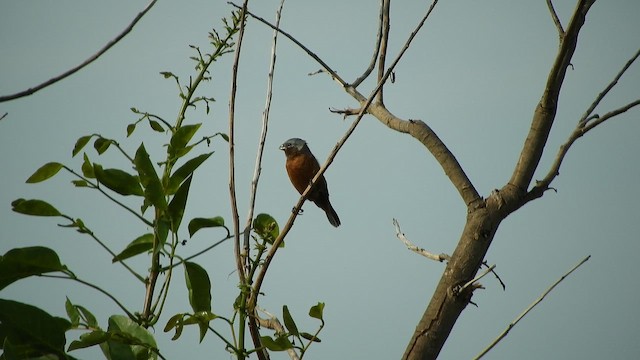 Rufous-rumped Seedeater - ML644490822