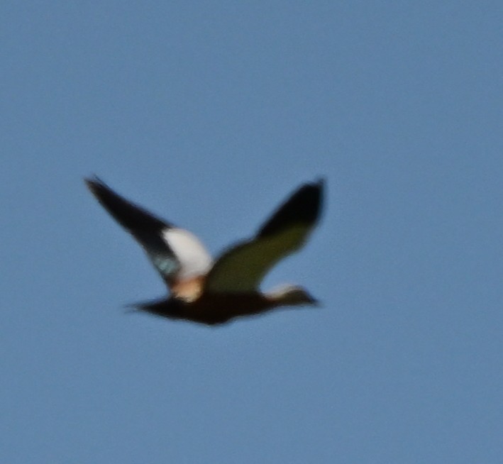 Ruddy Shelduck - ML644490838