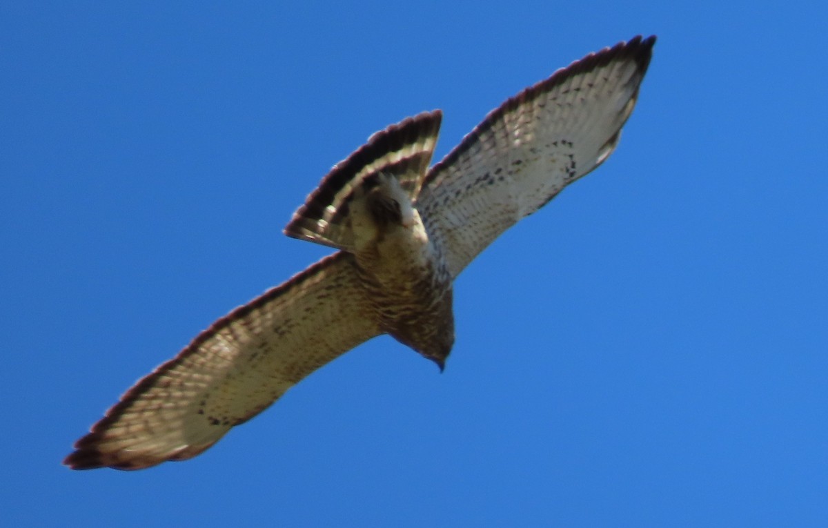 Busardo Aliancho - ML644490840