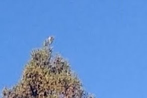 Cedar Waxwing - ML644490844