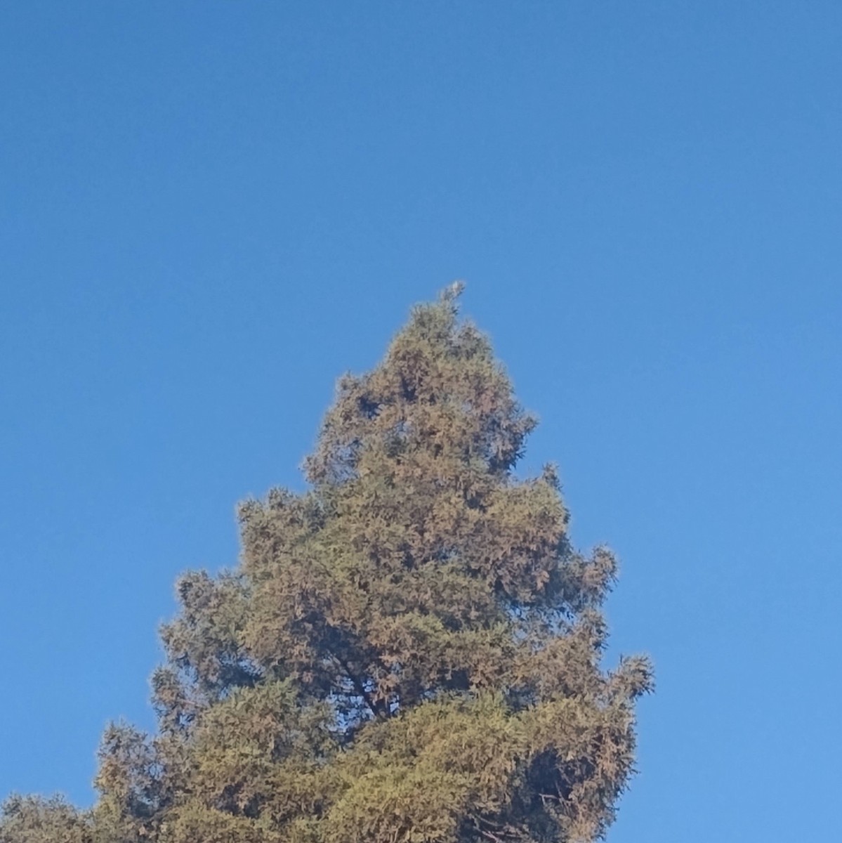 Cedar Waxwing - ML644490845