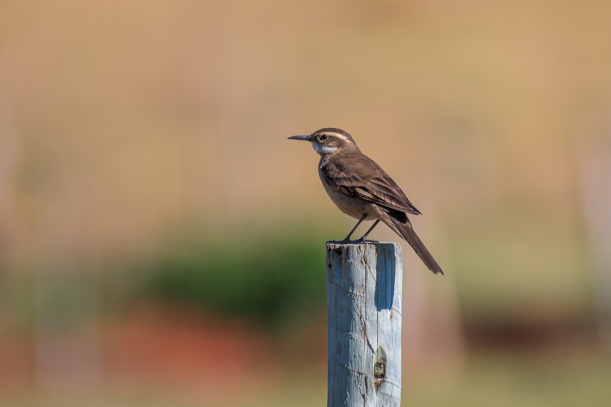 Long-tailed Cinclodes (Cipo) - ML644490846