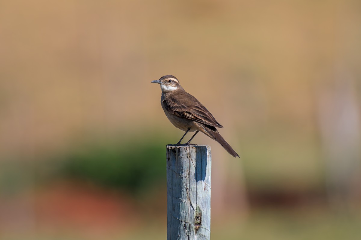Long-tailed Cinclodes (Cipo) - ML644490847