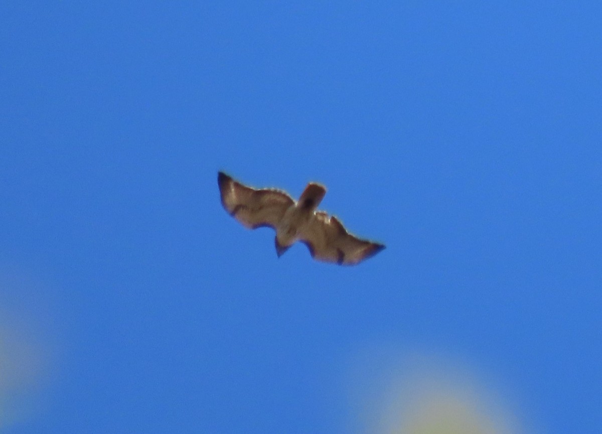 Red-tailed Hawk - ML644490848