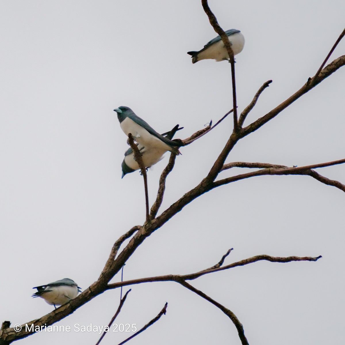 モリツバメ - ML644490851