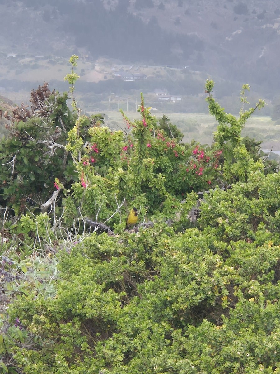 Black-chinned Siskin - ML644490857