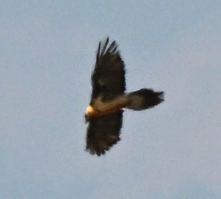 orlosup bradatý - ML644490859