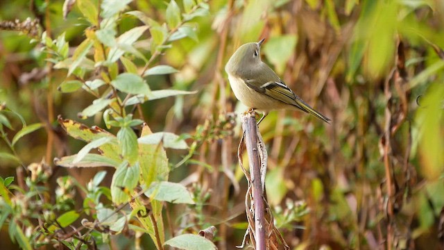 Ruby-crowned Kinglet - ML644490860