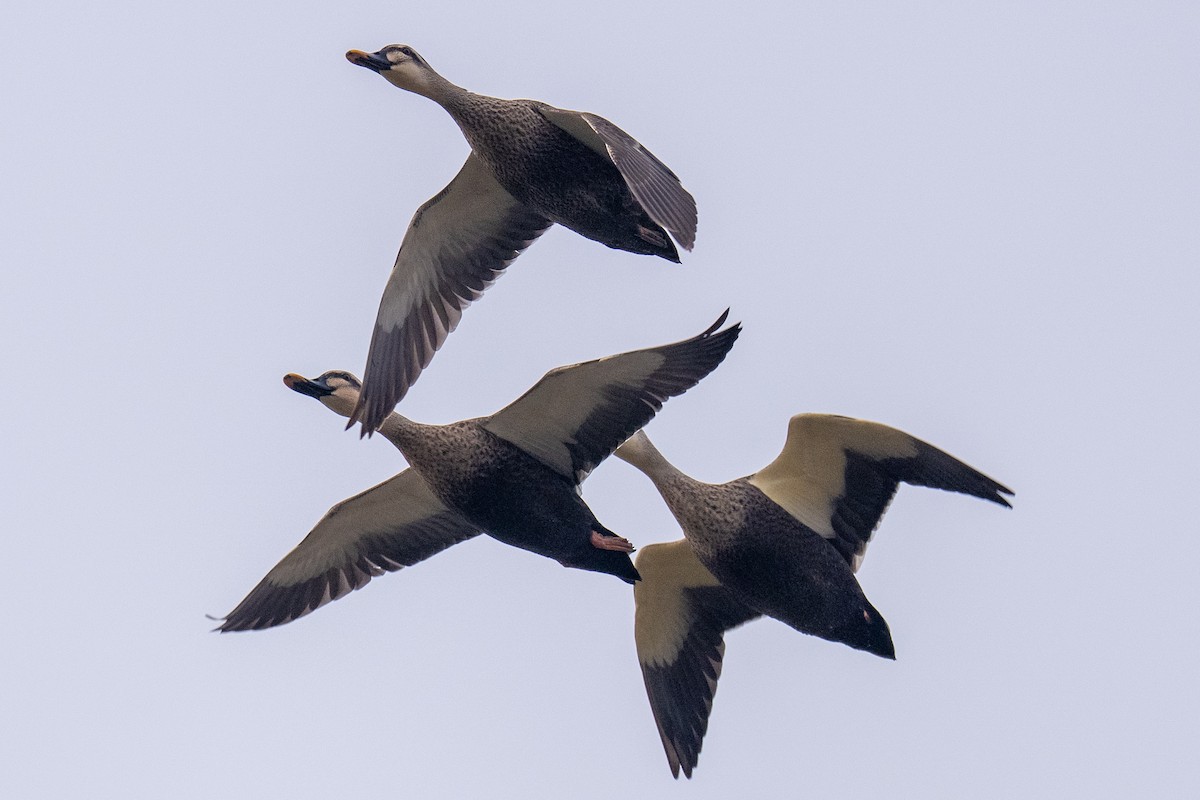 カルガモ - ML644490863