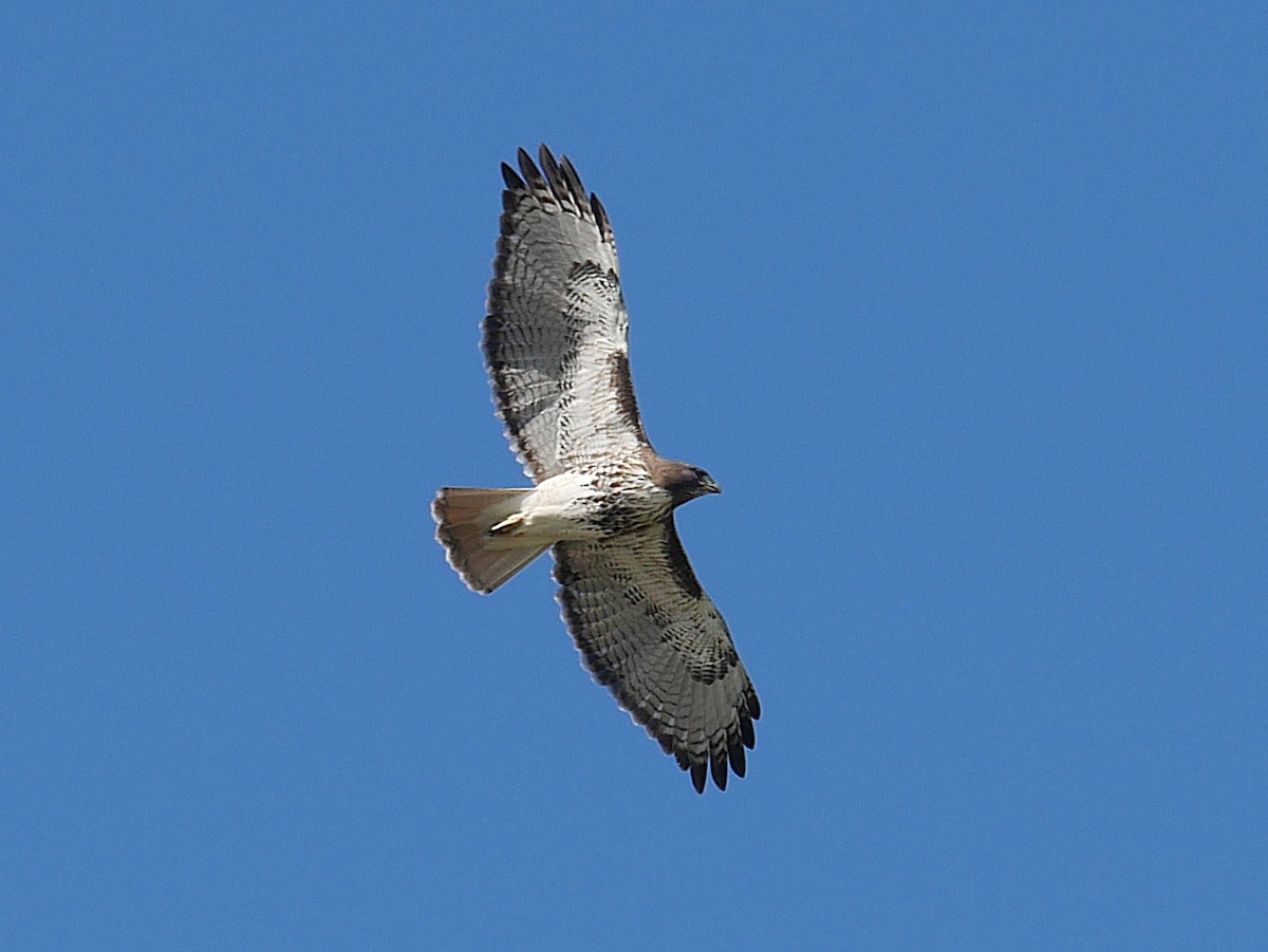 Red-tailed Hawk - ML644490883