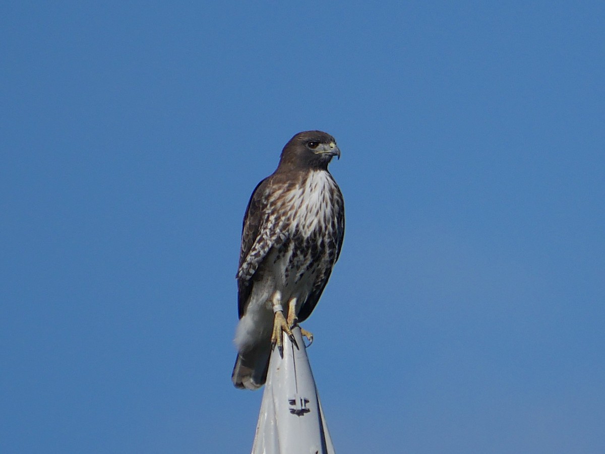 Red-tailed Hawk - ML644490884