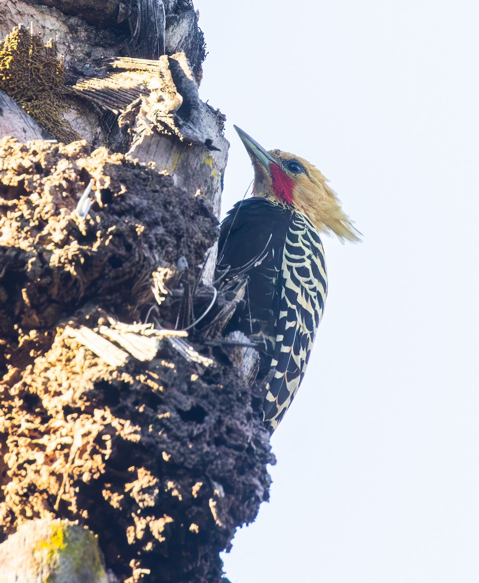 Ochre-backed Woodpecker - ML644490890