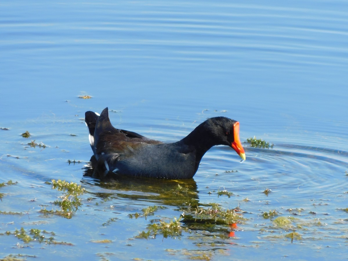 Gallineta Americana - ML644490892