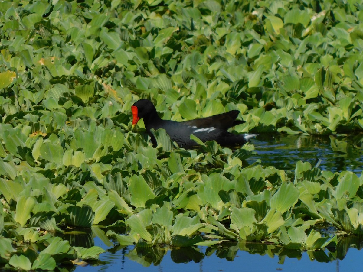 Gallineta Americana - ML644490903