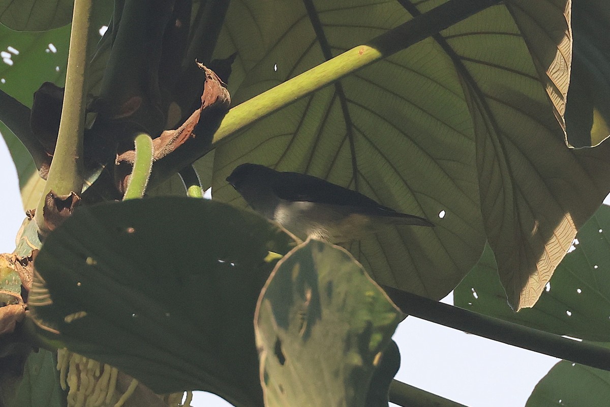 Plain-colored Tanager - ML644490904