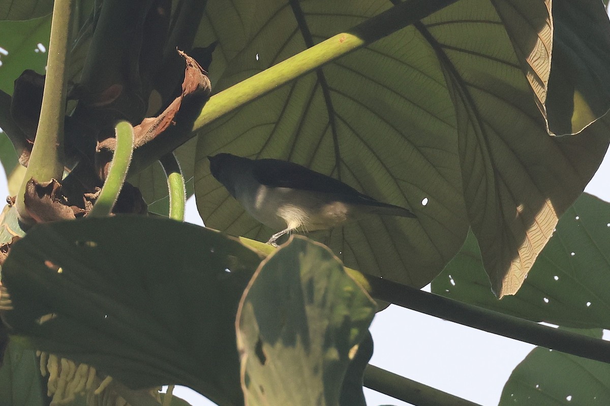 Plain-colored Tanager - ML644490905