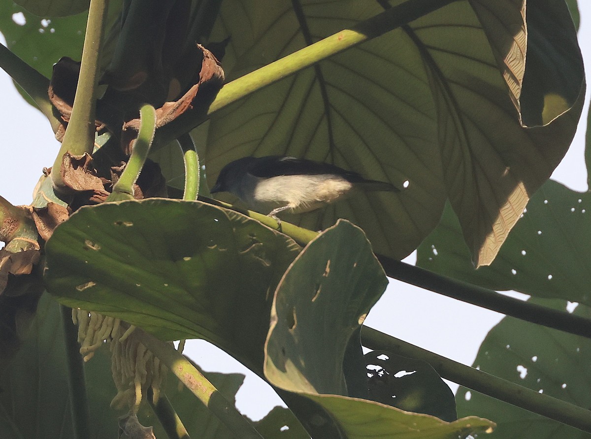 Plain-colored Tanager - ML644490906