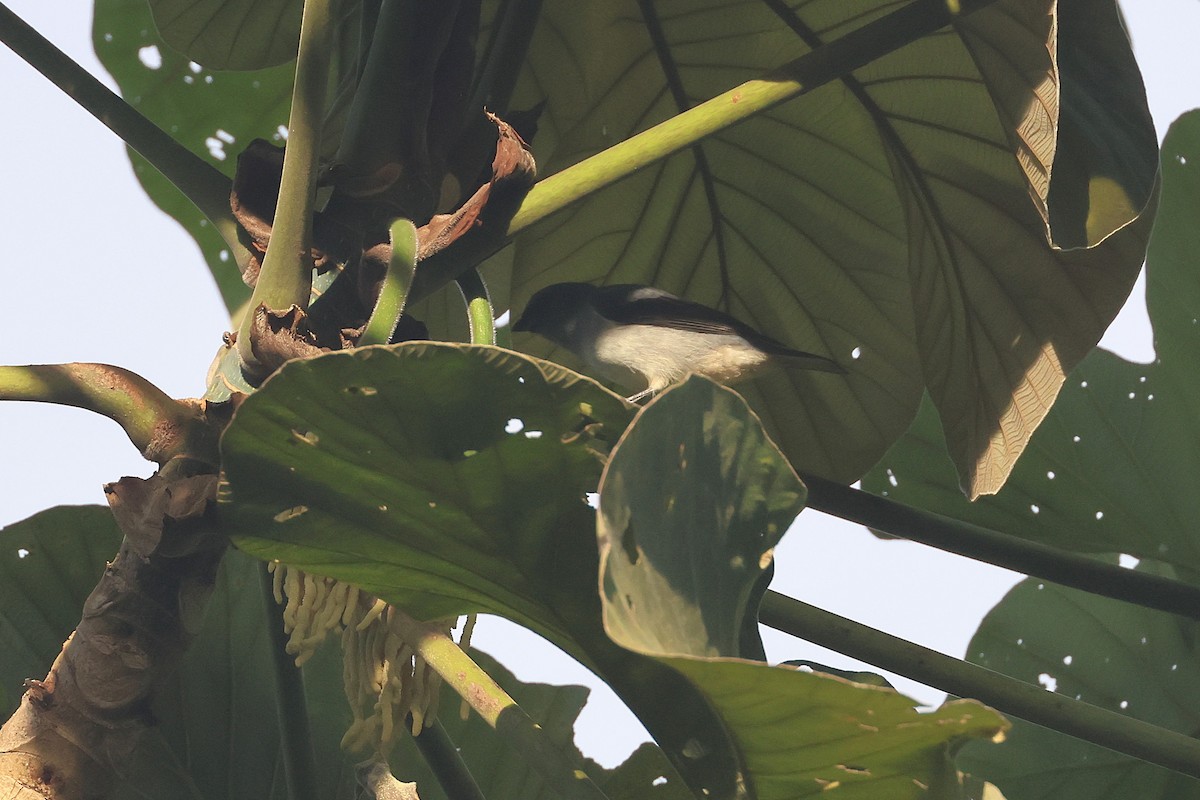 Plain-colored Tanager - ML644490907