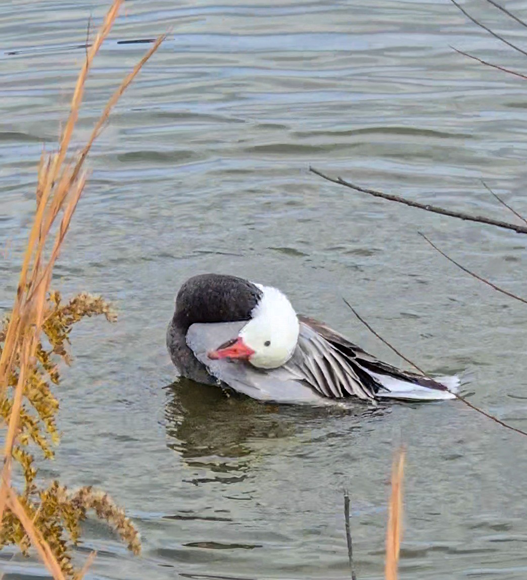 Цасны галуу - ML644490911