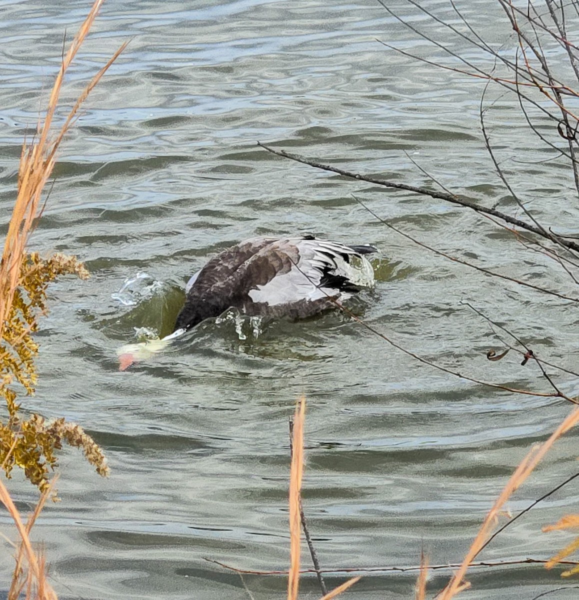 Цасны галуу - ML644490917