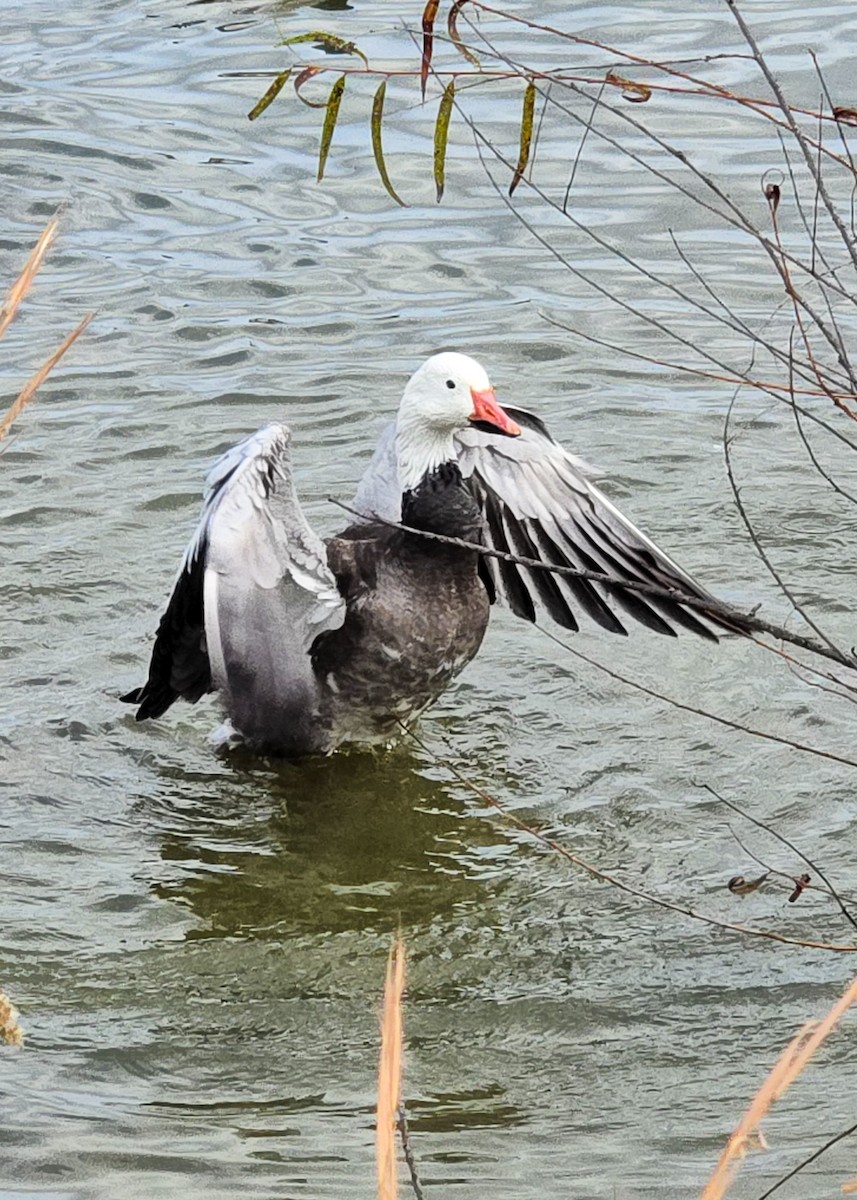 Цасны галуу - ML644490919