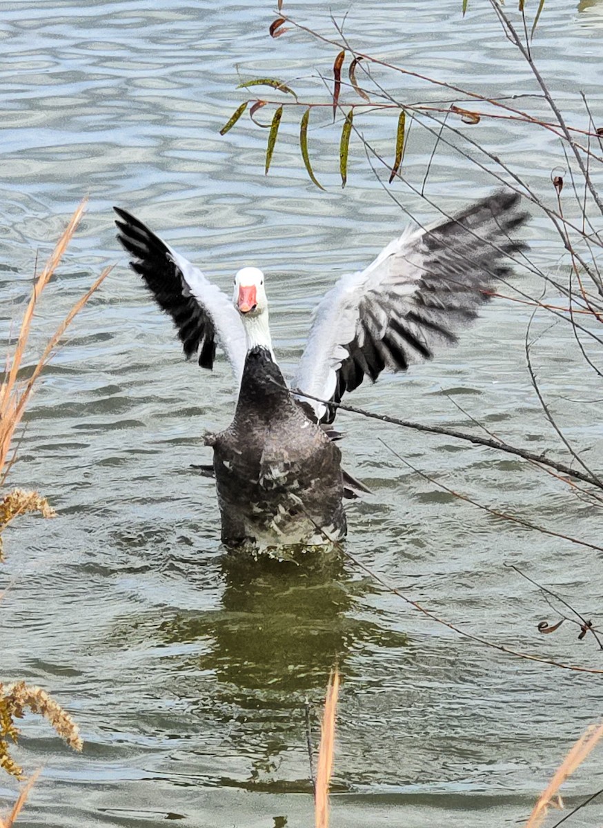 Цасны галуу - ML644490920